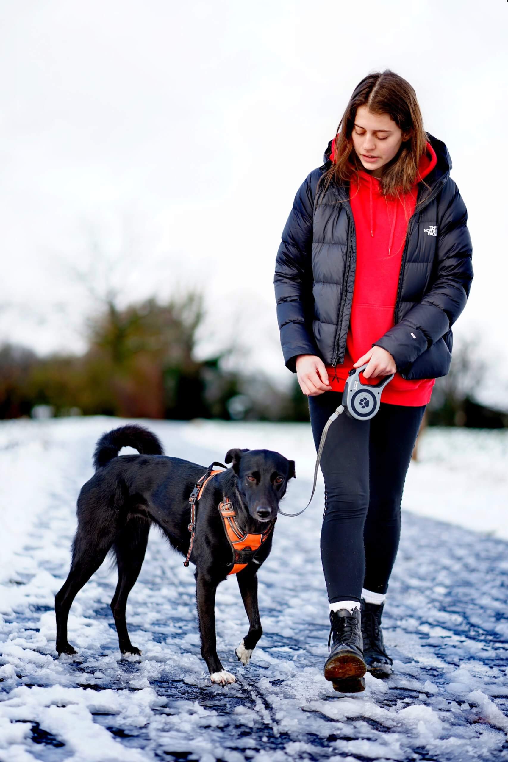 Woman walking with dog in the winter. 