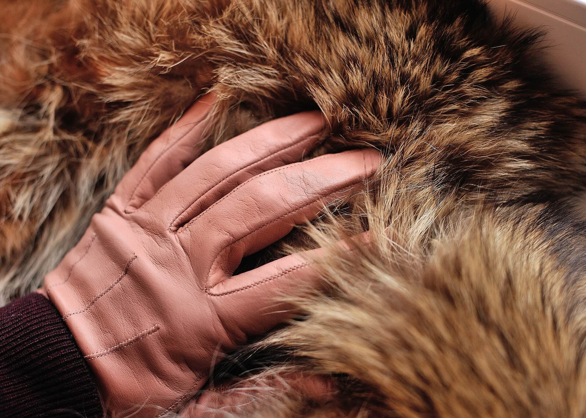 Leather gloves on fur. 